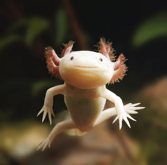 aksolotl