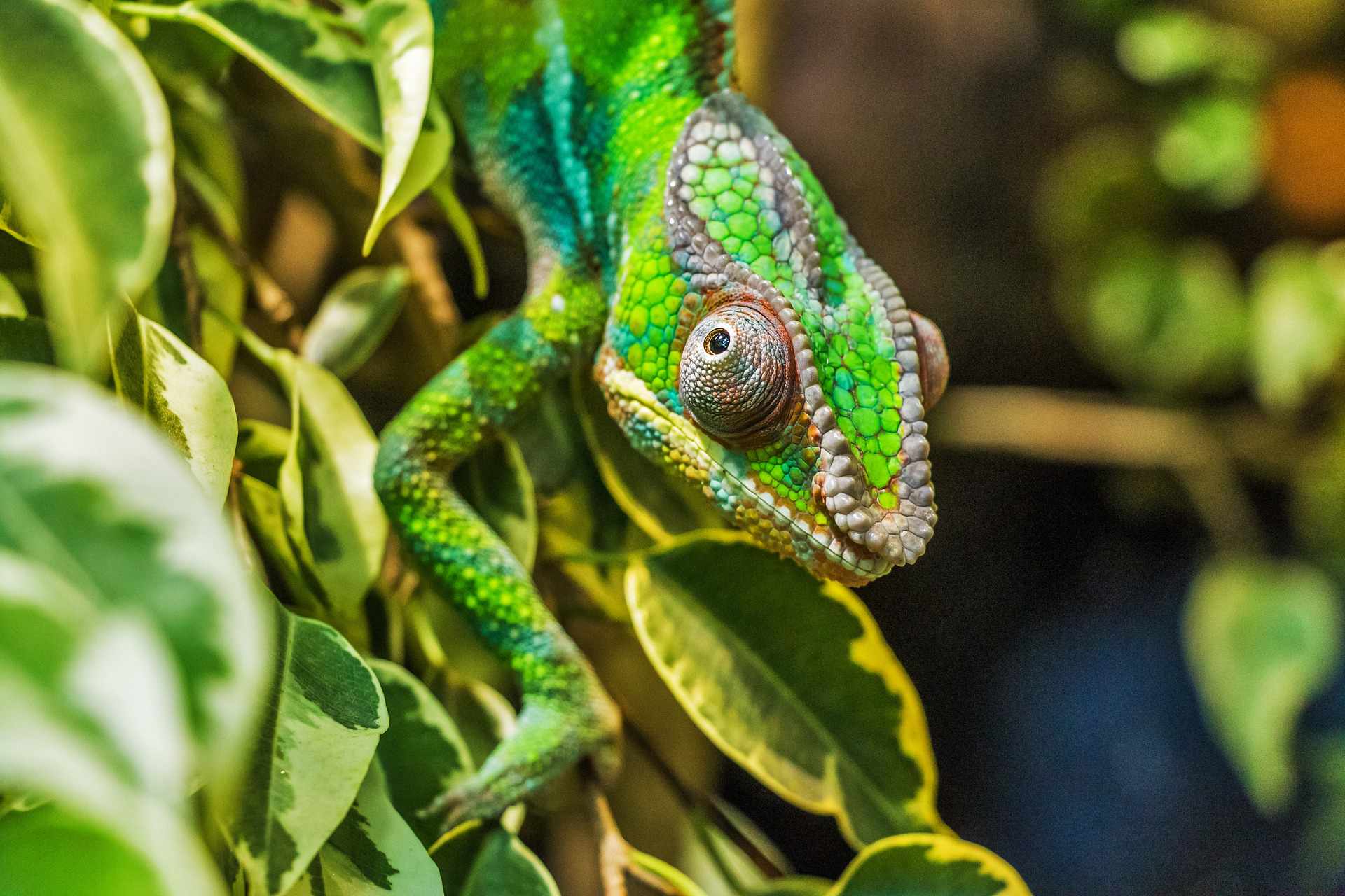 kameleon