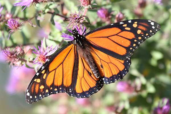 motyl